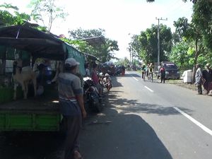 Pasar Masih Ditutup, Pedagang Hewan Kurban Lumajang Jualan di Pinggir Jalan
