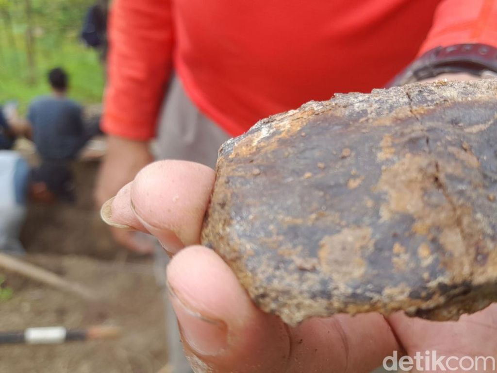 Fosil Sapi Purba Ditemukan di Kabupaten Sumedang