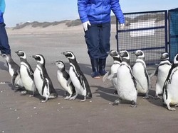 Gemas! Pelepasan 12 Ekor Pinguin Usai Rehabilitasi di Argentina