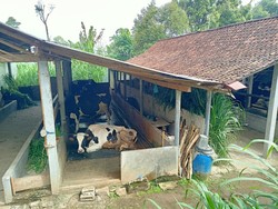 Kerugian Peternak Sapi di Ponorogo Akibat Wabah PMK Rp 750 Miliar