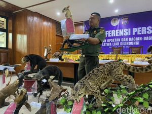 KLHK Sita 30 Opsetan Satwa Dilindungi di Padang Panjang KLHK Sita 30 Opsetan Satwa Dilindungi di Padang Panjang