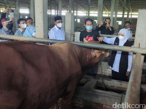 Gubernur Khofifah Pastikan Hewan Kurban di Sidoarjo Mudah Diakses dan Aman Gubernur Khofifah Pastikan Hewan Kurban di Sidoarjo Mudah Diakses dan Aman