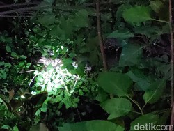 Dramatisnya Evakuasi Pria Probolinggo yang Tewas Tersetrum di Atas Pohon