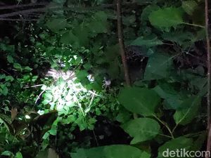 Dramatisnya Evakuasi Pria Probolinggo yang Tewas Tersetrum di Atas Pohon Dramatisnya Evakuasi Pria Probolinggo yang Tewas Tersetrum di Atas Pohon