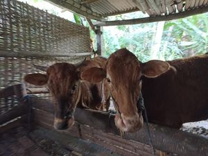 MUI Kota Blitar Imbau Hewan untuk Berkurban Sehat MUI Kota Blitar Imbau Hewan untuk Berkurban Sehat