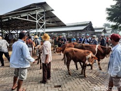Dampak PMK, Harga Sapi di Pasar Siyono Gunungkidul Anjlok Rp 6 Juta/Ekor
