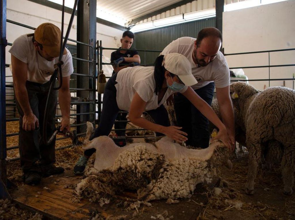 Unik, Ada Sekolah Gembala Domba di Spanyol
