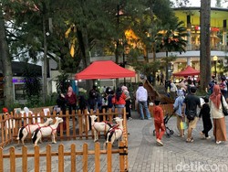 Ada Kebun Binatang Mini di Ciwalk Akhir Pekan Ini, Gratis!