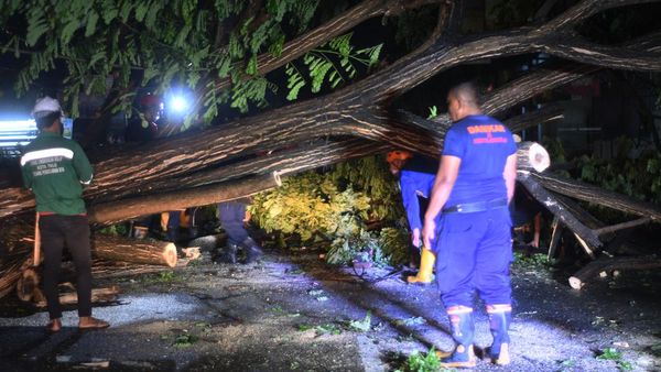 Pohon Tumbang Gegara Angin Kencang di Palu