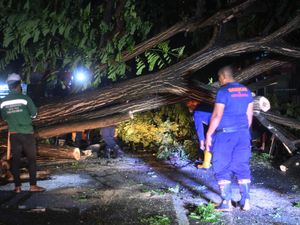 Pohon Tumbang Gegara Angin Kencang di Palu Pohon Tumbang Gegara Angin Kencang di Palu