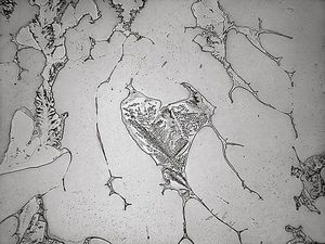 Cakep Banget! Ternyata Gini Penampakan Air Mata di Bawah Mikroskop