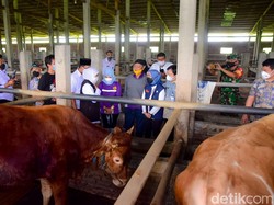 Khofifah Pastikan Hewan Kurban di Jatim Sehat-Surplus Jelang Idul Adha