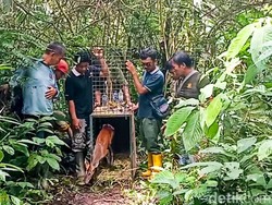 BKSDA Lepasliarkan Kijang yang Sempat Masuk Ruang Kelas di Ciamis
