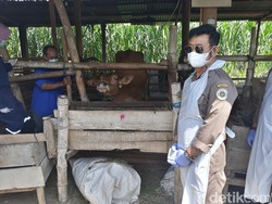 Mentan Targetkan Produksi 1 Juta Benih Kelapa