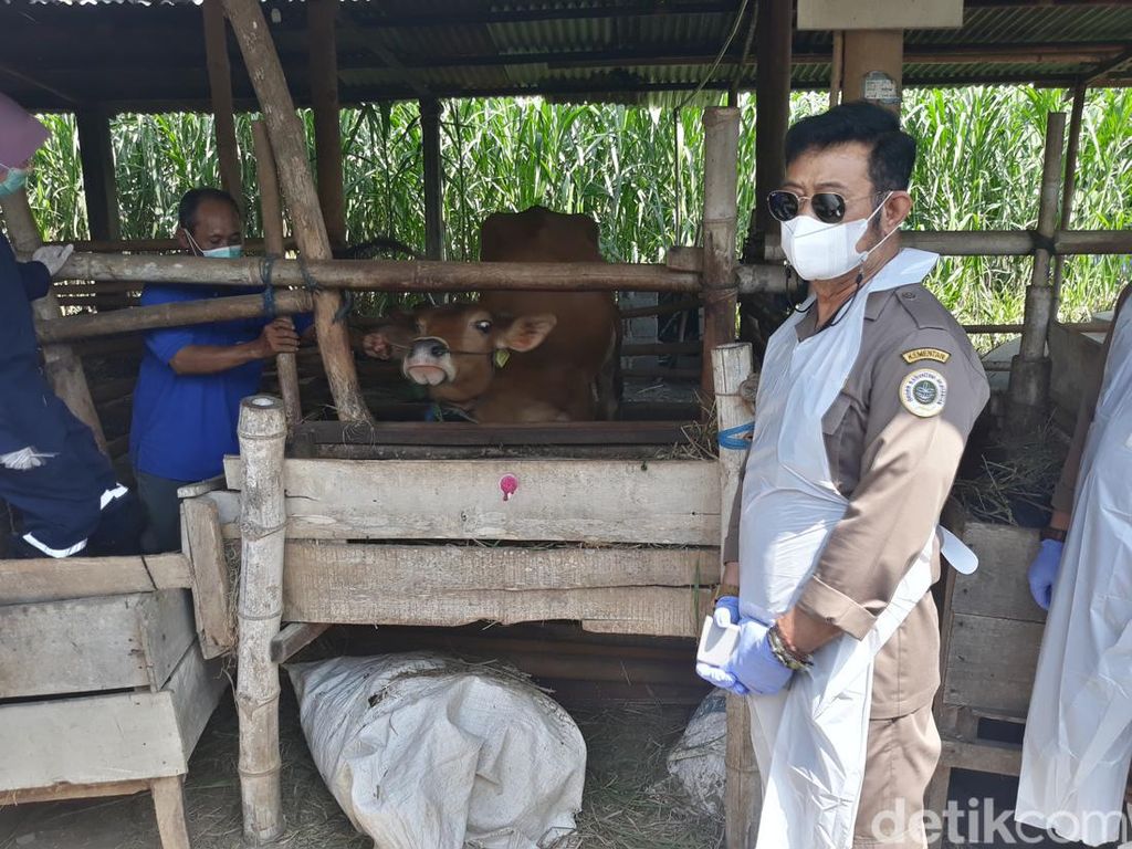 Mentan Targetkan Produksi 1 Juta Benih Kelapa Mentan Targetkan Produksi 1 Juta Benih Kelapa