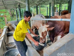 Beda Cara Peternak Cilengkrang dan Sukabumi Obati Sapi Terjangkit PMK