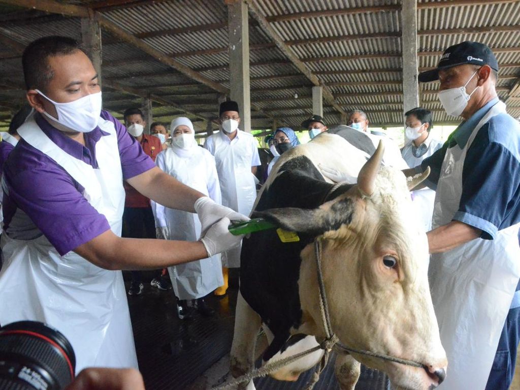 Gubernur Khofifah Kawal dan Pantau Langsung Distribusi Vaksin PMK di Jatim