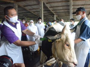 Gubernur Khofifah Kawal dan Pantau Langsung Distribusi Vaksin PMK di Jatim Gubernur Khofifah Kawal dan Pantau Langsung Distribusi Vaksin PMK di Jatim