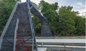 Bukan Buat Manusia, Deretan Jembatan Ini Dibangun untuk Hewan