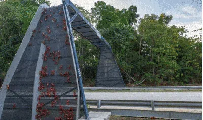 Bukan Buat Manusia, Deretan Jembatan Ini Dibangun untuk Hewan