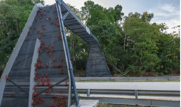 Bukan Buat Manusia, Deretan Jembatan Ini Dibangun untuk Hewan