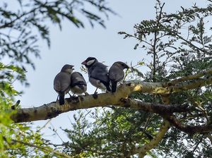 Membongkar Rahasia Alam Liar dengan Teknologi Pelacak Hewan Membongkar Rahasia Alam Liar dengan Teknologi Pelacak Hewan