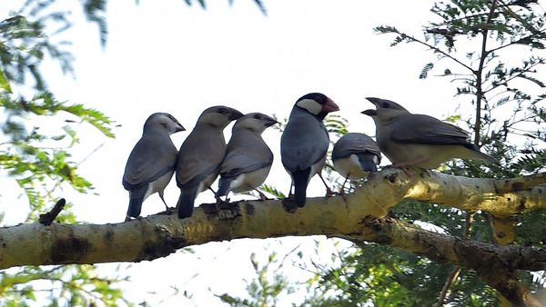 Melihat Pesona Burung Gelatik Jawa yang Terancam Punah