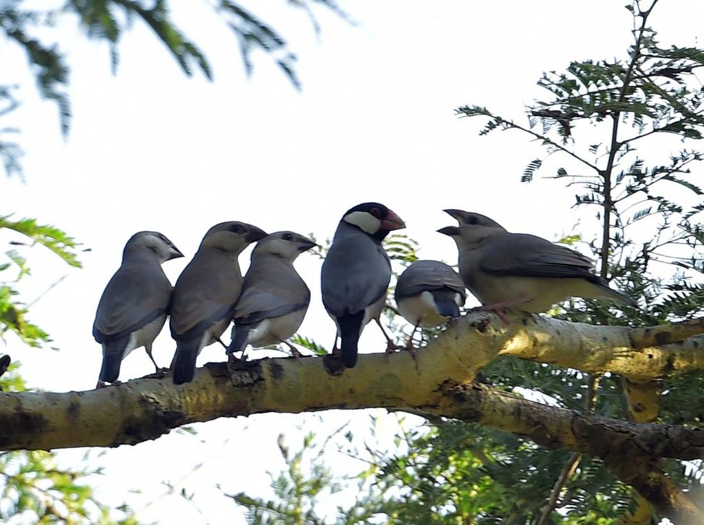 Melihat Pesona Burung Gelatik Jawa yang Terancam Punah