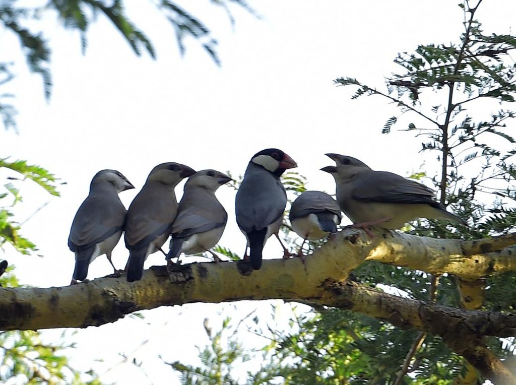 Mengenal CITES, Pelindung Fauna dan Flora yang Terancam Punah Mengenal CITES, Pelindung Fauna dan Flora yang Terancam Punah