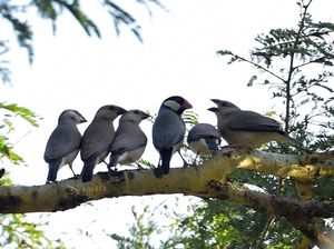 Mengenal CITES, Pelindung Fauna dan Flora yang Terancam Punah Mengenal CITES, Pelindung Fauna dan Flora yang Terancam Punah