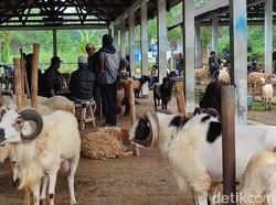 Jelang Idul Adha, Permintaan Domba di Ciamis Naik hingga 30%