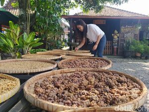 Ini Dia Tempat Nyeruput Kopi Luwak di Dekat Borobubur Ini Dia Tempat Nyeruput Kopi Luwak di Dekat Borobubur