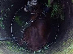 Byuur! Sapi di Klaten Ini Malah Nyemplung Sumur Saat Akan Dimandikan