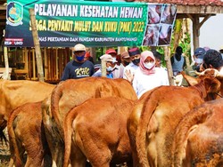 Banyuwangi akan Keluarkan Sertifikat Hewan Bebas PMK Jelang Idul Adha