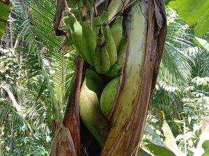 Unik, Ada Buah Pisang Tumbuh di Dalam Batang Pohon