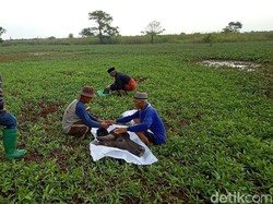 Warga Kudus Punya Tradisi Tanam Kepala Kerbau, Buat Apa?