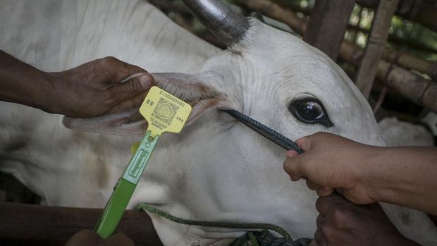 Petugas Dinas Pertanian dan Perikanan memberi tanda sudah divaksin penyakit mulut dan kuku (PMK) kepada seekor sapi ternak warga di Kandang Komunal Gapoktan Desa Mertan, Bendosari, Sukoharjo, Jawa Tengah, Sabtu (18/6/2022). Vaksinasi tersebut dilakukan untuk mencegah penyebaran wabah PMK sapi, sementara itu berdasarkan data Dispertan Kabupaten Sukoharjo hingga tanggal 16 Juni 2022 terdapat 511 ekor sapi positif terjangkit PMK. ANTARA FOTO/Mohammad Ayudha/wsj.