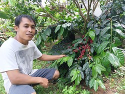 Menyusuri Kebun Kopi Jempanang di Dekat Pucak Mangu Badung