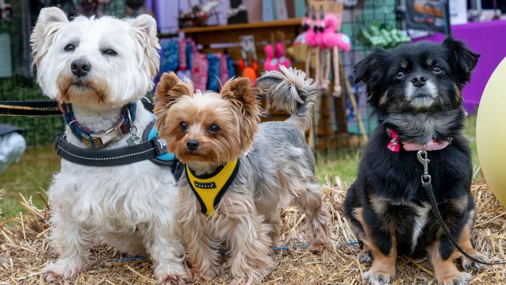 Gemas! Anjing Adu Cantik dan Manja di Dogfest Inggris