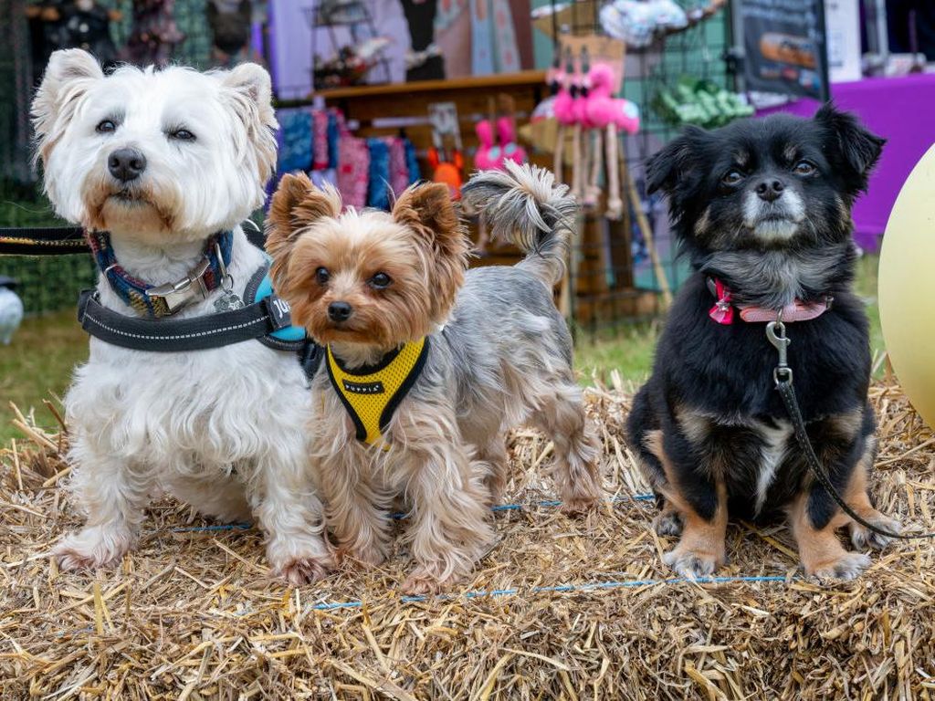 Gemas! Anjing Adu Cantik dan Manja di Dogfest Inggris