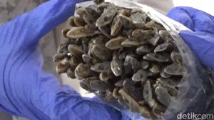 Cicak Kering asal Padang Tembus Pasar Hong Kong
