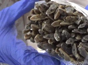 Cicak Kering asal Padang Tembus Pasar Hong Kong