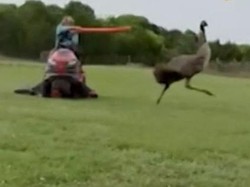Diserang Burung Emu, Pria Ini Lawan Pakai Pelampung