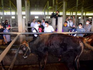 87.865 Kasus PMK Tersebar di 38 Kab/Kota Jatim, Terbanyak 5 Daerah Ini