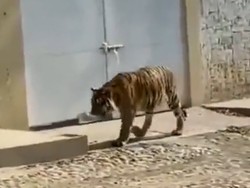 Gila! Alasan Gembong Narkoba Pelihara Satwa Eksotis, Adu Gengsi - Siksa Musuh