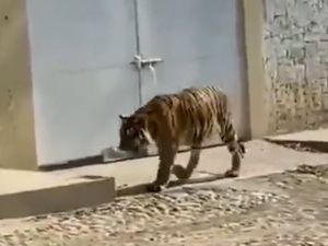 Gila! Alasan Gembong Narkoba Pelihara Satwa Eksotis, Adu Gengsi - Siksa Musuh Gila! Alasan Gembong Narkoba Pelihara Satwa Eksotis, Adu Gengsi - Siksa Musuh