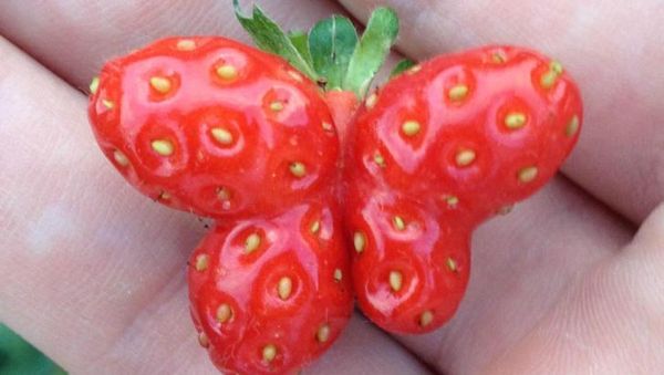 Begini Alam Mengejutkan Kita dengan Cara Tak Terduga