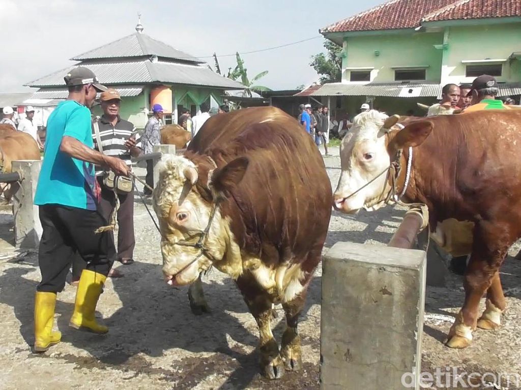 Jelang Idul Adha, Pasar Hewan di Banjarnegara Masih Lesu