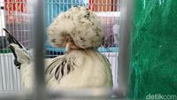 Saat Ratusan Ayam Hias Adu Kecantikan di Kota Blitar