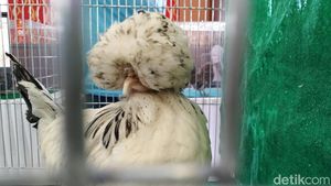 Saat Ratusan Ayam Hias Adu Kecantikan di Kota Blitar